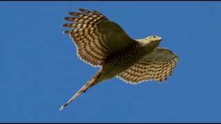 Sparrowhawk Bird Call Bird Song [upl. by Ailemac137]