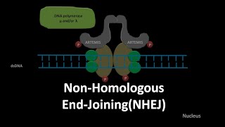 Non homologous end joining DNA repair [upl. by Ecirtap672]