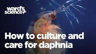 Caring and Culturing for Daphnia [upl. by Tadio603]