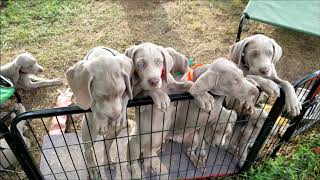 Weimaraner Puppies [upl. by Secilu741]