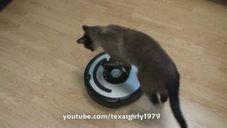 Cat shows HOW TO use iRobot Roomba Vacuum [upl. by Bez]