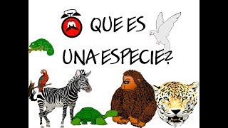 La biodiversidad de especies  Biología  digiSchool [upl. by Eciralc]