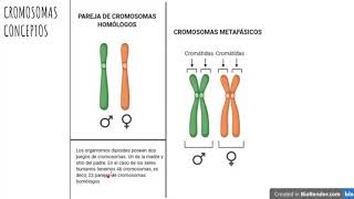 Cromosomas homólogos y metafásicos [upl. by Auqenat]