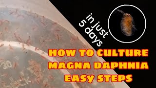 How to Culture Magna Daphnia Easily [upl. by Merlin]