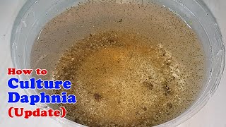 How to Culture Daphnia Update with ZERO Cost  Unlimited Live Food for Our Fish [upl. by Marciano]