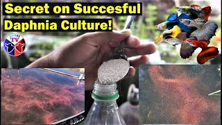 How to Culture Daphnia Successfully [upl. by Nangatrad]