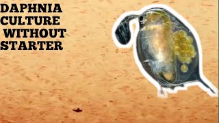 HOW TO CULTURE DAPHNIA NATURALLY WITHOUT A STARTER [upl. by Alidus103]