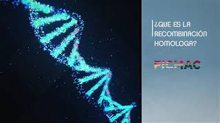 Recombinación homóloga HRR  Homologous recombination HRR [upl. by Coulter]