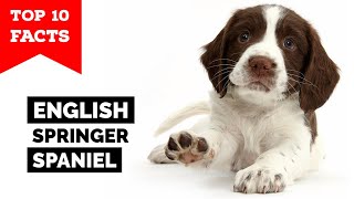 English Springer Spaniel  Top 10 Facts [upl. by Claudius]