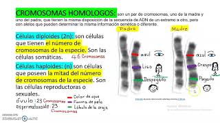 CROMOSOMAS HOMÓLOGOS [upl. by Aratas]