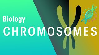 What Are Chromosomes  Genetics  Biology  FuseSchool [upl. by Eivlys]