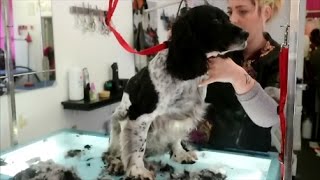 HOW TO DO A SPRINGER SPANIEL [upl. by Ashwell]