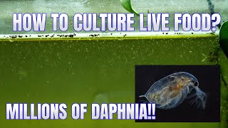 How to Culture Daphnia Secret Method to Breed MILLIONS  Simply Aquatic [upl. by Acirretahs732]