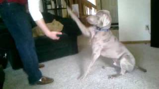 Weimaraner Tricks [upl. by Llewej]