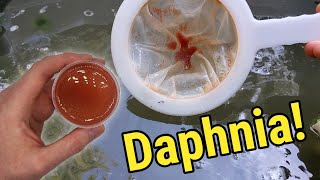 How I Culture Daphnia In Outdoor Tubs [upl. by Lonni]