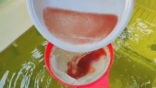 How to culture daphnia  Daphnia culture  How to grow daphnia outdoor [upl. by Ebony]