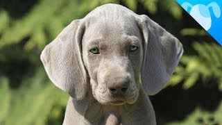 Weimaraner Facts [upl. by Cyrille]