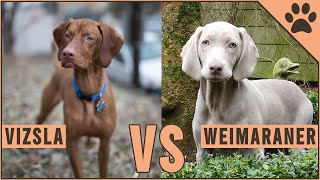 Vizsla vs Weimaraner  Dog Breed Comparison [upl. by Rika]