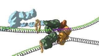 Replication fork coupling [upl. by Ahsino]