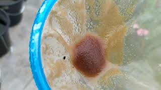 How to culture daphnia moina in a small container Part 1 English Subtitle [upl. by Noleta]