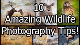 10 Amazing Wildlife Photography Tips [upl. by Ailsa]