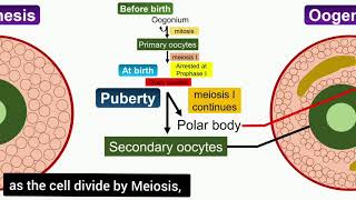 Oogenesis Animation [upl. by Derr]