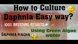 Daphnia MagnaHow to Culture Daphnia Easy wayCulturing Daphnia using Green water Daphnia [upl. by Atinid]