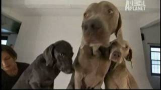 Dogs 101  Weimaraners [upl. by Zitah825]