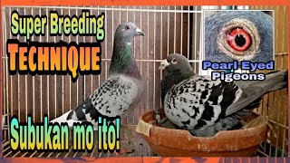 Perfect Breeding Technique for Racing Pigeons Super Tip [upl. by Ciapha]