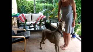 Weimaraner Helios doing tricks [upl. by Infeld]