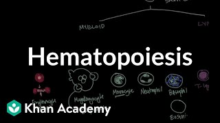 Hematopoiesis  Hematologic System Diseases  NCLEXRN  Khan Academy [upl. by Ocinom717]