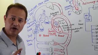 General Principles of Hemodynamics [upl. by Bamby]