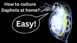 BEST Live Fish Food Beginner guide How to Culture Daphnia at home [upl. by Breskin]