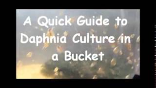 How to culture daphnia outside [upl. by Toombs]