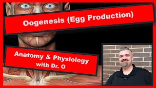 Oogenesis Oocyte Production Anatomy and Physiology [upl. by Ahsiki306]