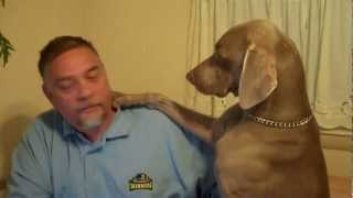 Dont Ignore a Weimaraner  Funny [upl. by Alema]