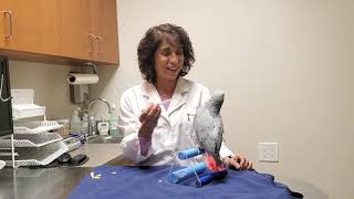 How to give your bird liquid medication via syringe [upl. by Shakespeare477]