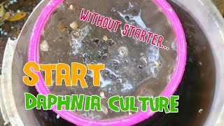 How to culture daphnia moina the easy way 1  Starting the Daphnia culture [upl. by Tildi]