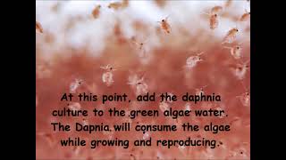 Daphnia  How to grow daphnia in your home [upl. by Sosthina]