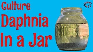 How to Culture Daphnia in a Jar [upl. by Newmark]