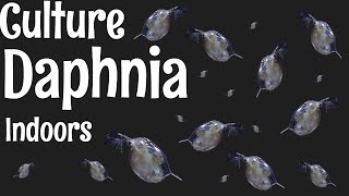 How to Culture Daphnia [upl. by Aynod826]