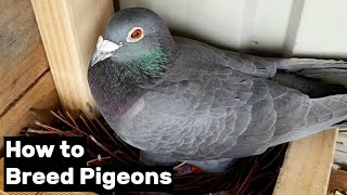 How to Breed Pigeons  Step by Step [upl. by Ainsley]