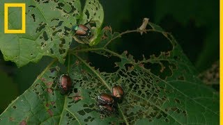 CLASIFICACIÓN DE LAS PLANTAS Reino Plantae [upl. by Dnalrah]