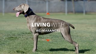 ALL ABOUT LIVING WITH WEIMARANERS [upl. by Eigroeg434]