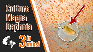 How to culture DAPHNIA MAGNA  The easy way [upl. by Derian]