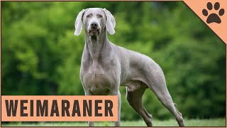 Weimaraner  All About The Dog Breed [upl. by Raybourne]