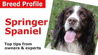 English Springer Spaniel Dog Breed Guide [upl. by Vachell]