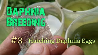 Daphnia Culture made simple and easy 3  Hatching Daphnia eggs [upl. by Clancy]