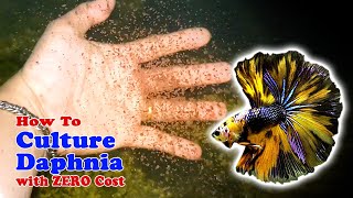 How to Culture Daphnia with ZERO Cost  Unlimited Live Food For Our Fish [upl. by Winnah]