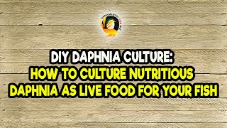 DIY Daphnia Culture How to Culture Nutritious Daphnia as Live Food for Your Fish [upl. by Shaine]